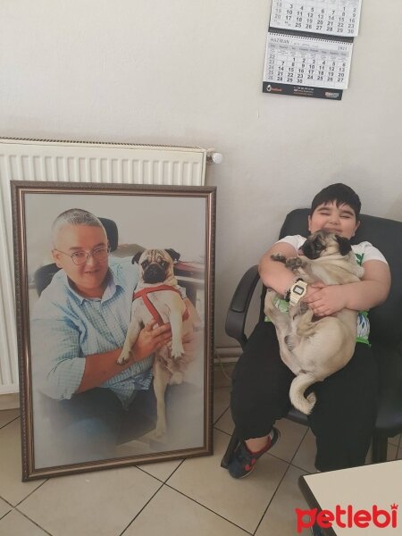 Pug, Köpek  RIFKI fotoğrafı