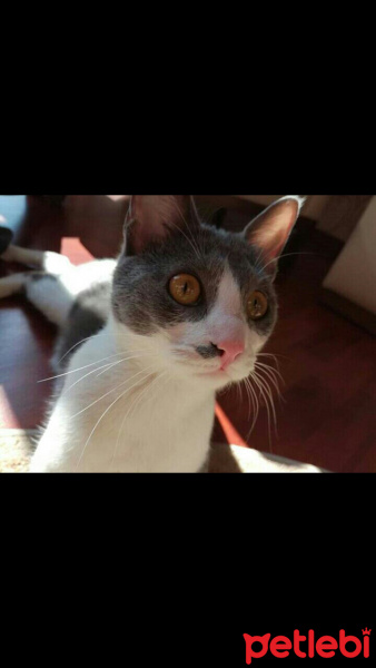 Soke, Kedi  Lily fotoğrafı
