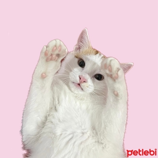 Tekir Kedi, Kedi  Bal fotoğrafı