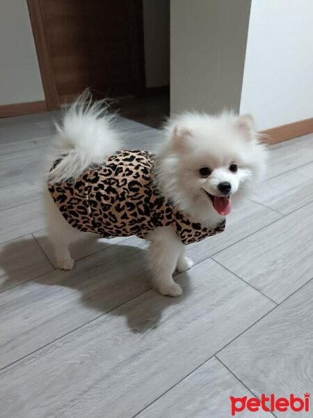 Pomeranyalı, Köpek  Köpük fotoğrafı