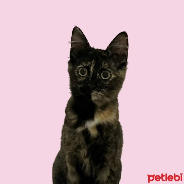 Tekir Kedi, Kedi  Badem fotoğrafı
