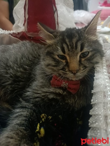 Tekir Kedi, Kedi  Duman fotoğrafı