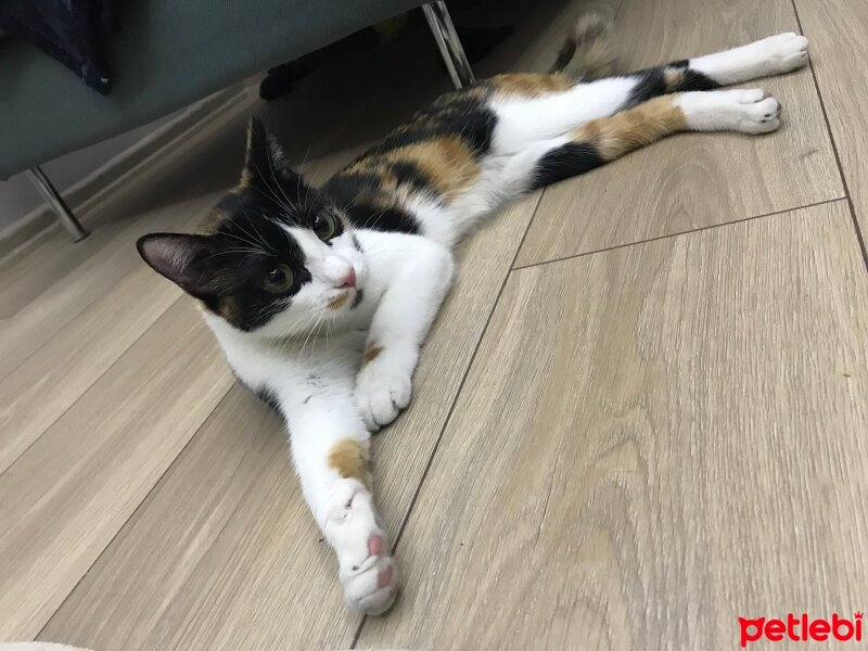 Tekir Kedi, Kedi  Toffy fotoğrafı