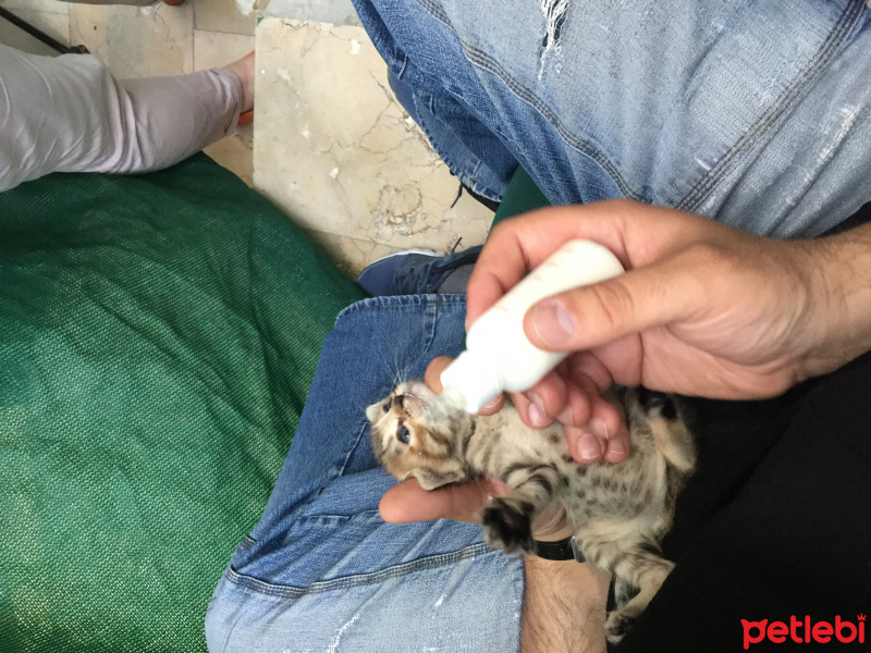 Tekir Kedi, Kedi  5 yavru fotoğrafı