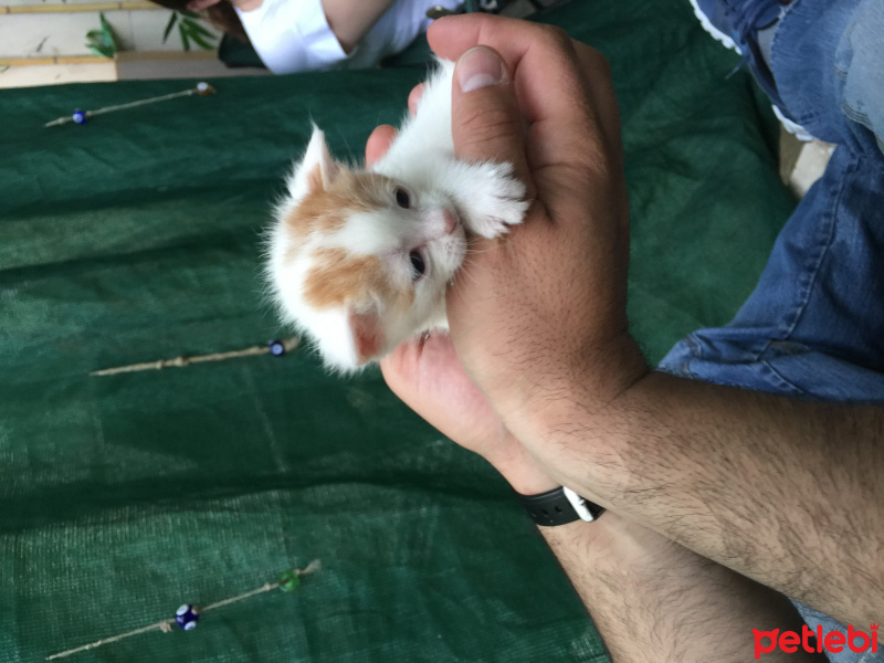 Tekir Kedi, Kedi  5 yavru fotoğrafı