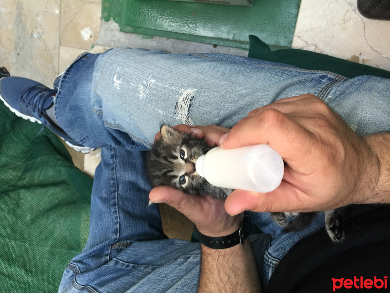 Tekir Kedi, Kedi  5 yavru fotoğrafı