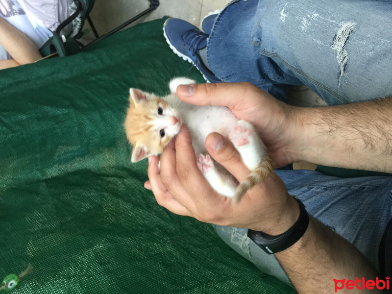 Tekir Kedi, Kedi  5 yavru fotoğrafı