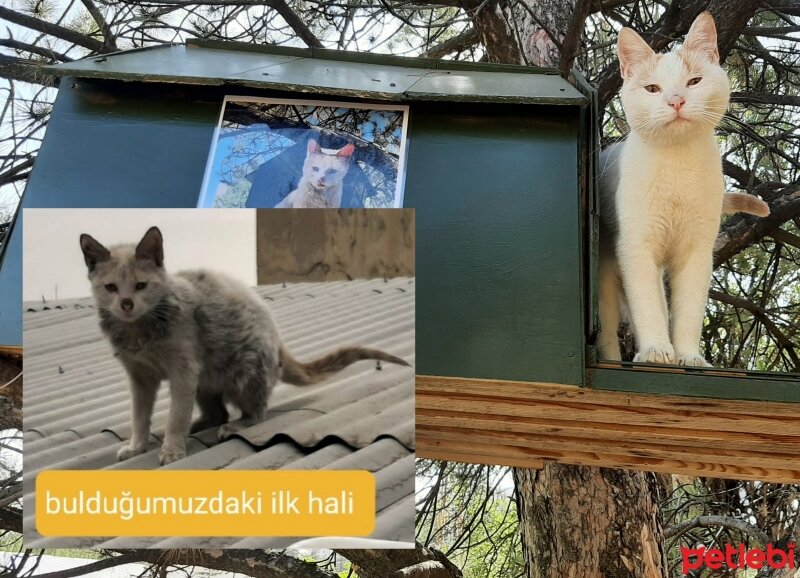 Tekir Kedi, Kedi  Kahraman fotoğrafı