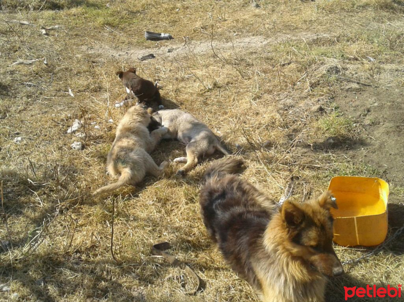 Kangal, Köpek  Çomar fotoğrafı