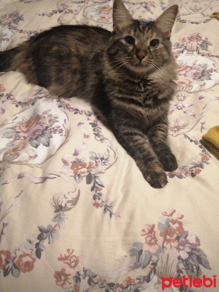 Tekir Kedi, Kedi  Müezza fotoğrafı