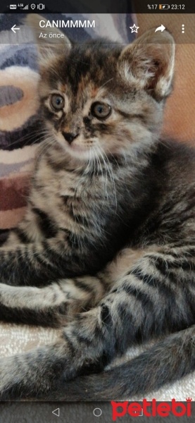 Tekir Kedi, Kedi  Müezza fotoğrafı