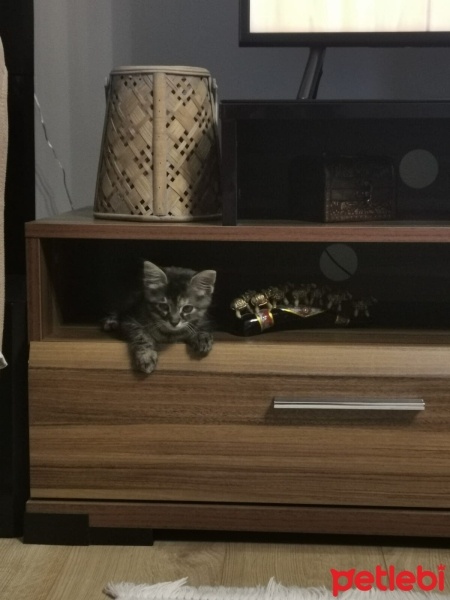 Tekir Kedi, Kedi  Müezza fotoğrafı