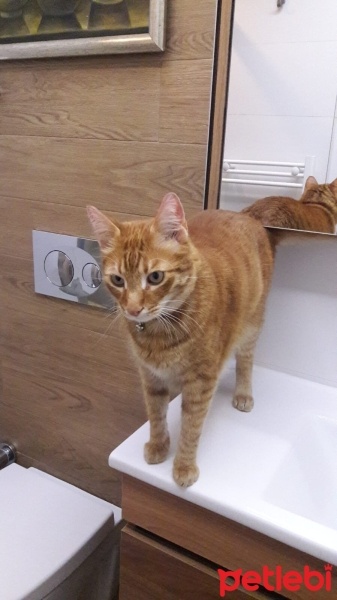 Tekir Kedi, Kedi  Pati fotoğrafı