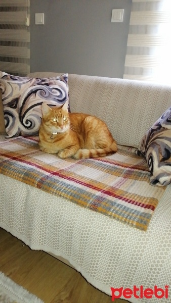 Tekir Kedi, Kedi  Pati fotoğrafı