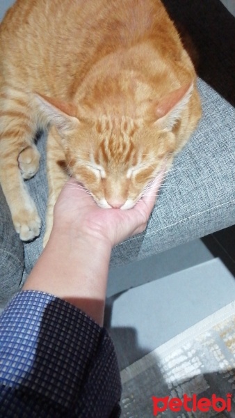Tekir Kedi, Kedi  Pati fotoğrafı
