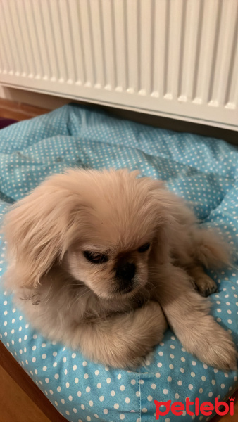 Pekingese, Köpek  Casper yuva arıyor fotoğrafı