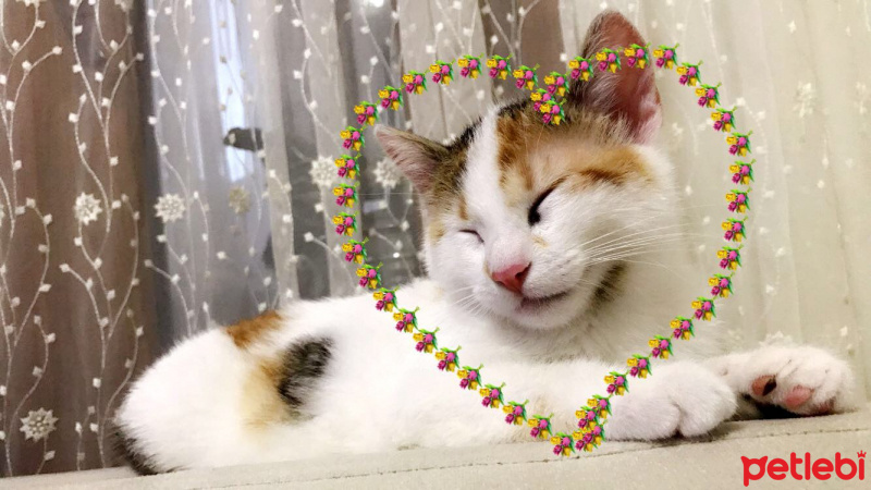 Tekir Kedi, Kedi  Şanslı fotoğrafı