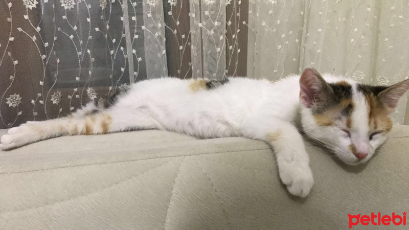 Tekir Kedi, Kedi  Şanslı fotoğrafı