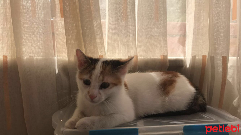 Tekir Kedi, Kedi  Şanslı fotoğrafı