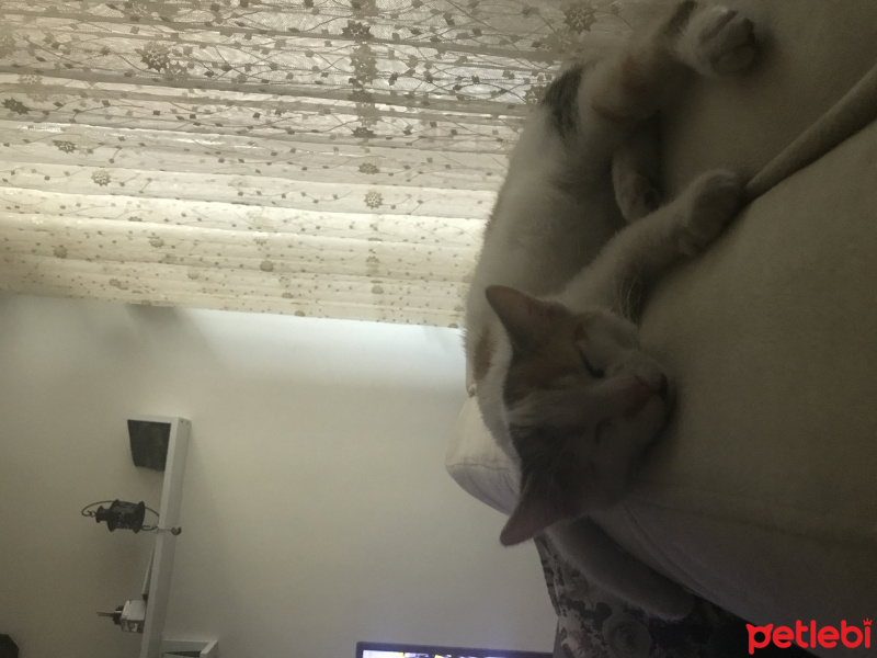 Tekir Kedi, Kedi  Şanslı fotoğrafı