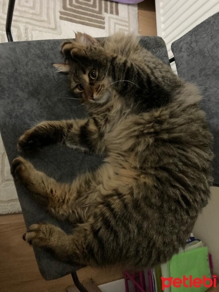 Tekir Kedi, Kedi  SUSHİ fotoğrafı