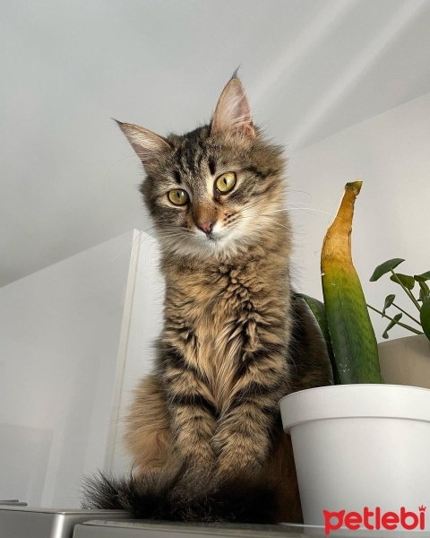 Tekir Kedi, Kedi  Sushi fotoğrafı