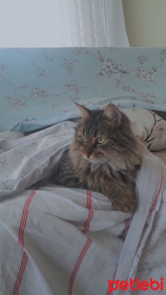 Tekir Kedi, Kedi  Sushi fotoğrafı