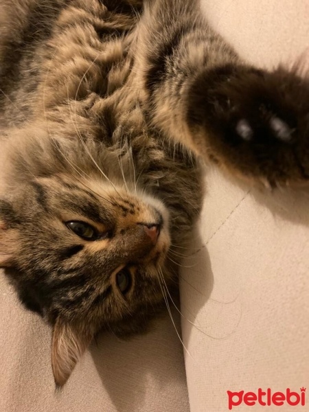 Tekir Kedi, Kedi  Sushi fotoğrafı