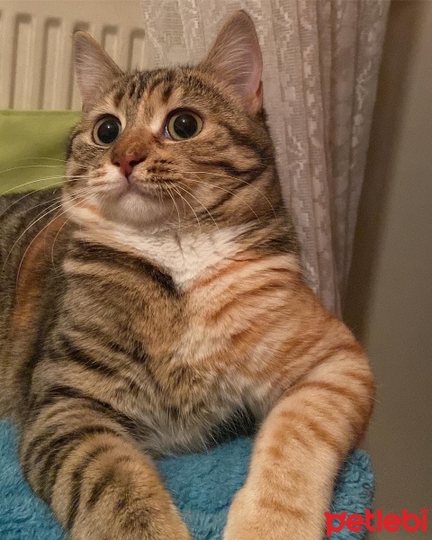 Tekir Kedi, Kedi  Loki fotoğrafı