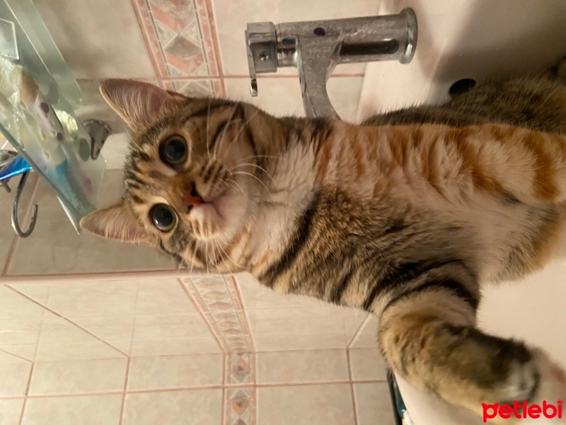 Tekir Kedi, Kedi  Loki fotoğrafı