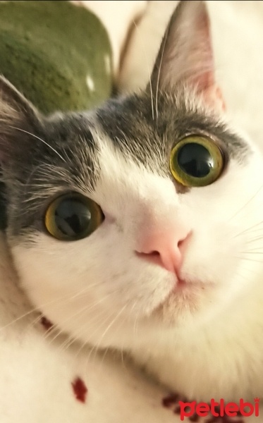 Tekir Kedi, Kedi  Luna Mırmırova fotoğrafı