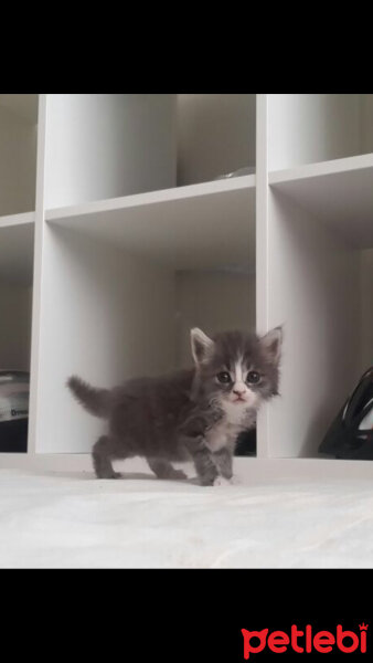 American Bobtail, Kedi  Püskül fotoğrafı