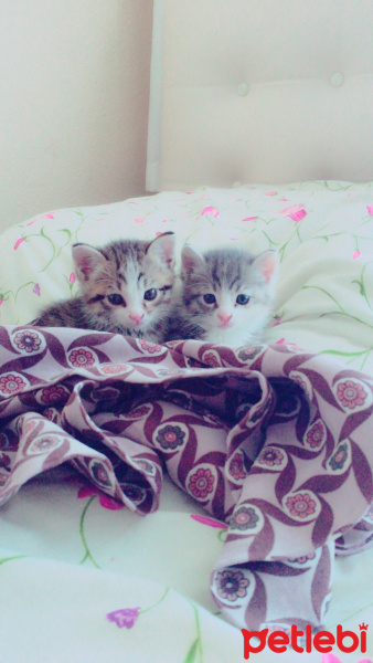 Abyssinian, Kedi  Duman&Sokak fotoğrafı