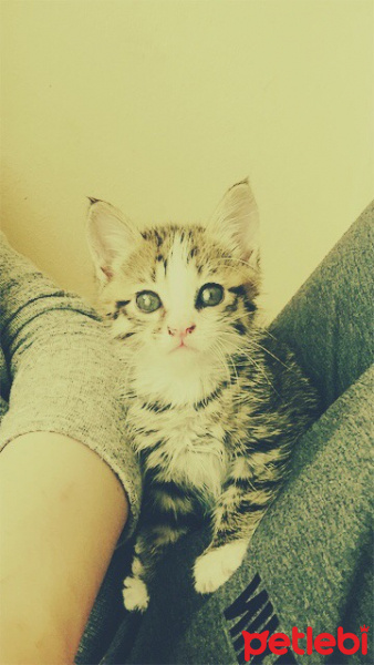 Abyssinian, Kedi  Duman&Sokak fotoğrafı