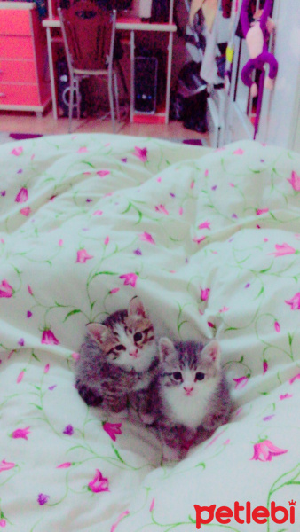 Abyssinian, Kedi  Duman&Sokak fotoğrafı