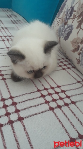British Shorthair, Kedi  Pamuk fotoğrafı