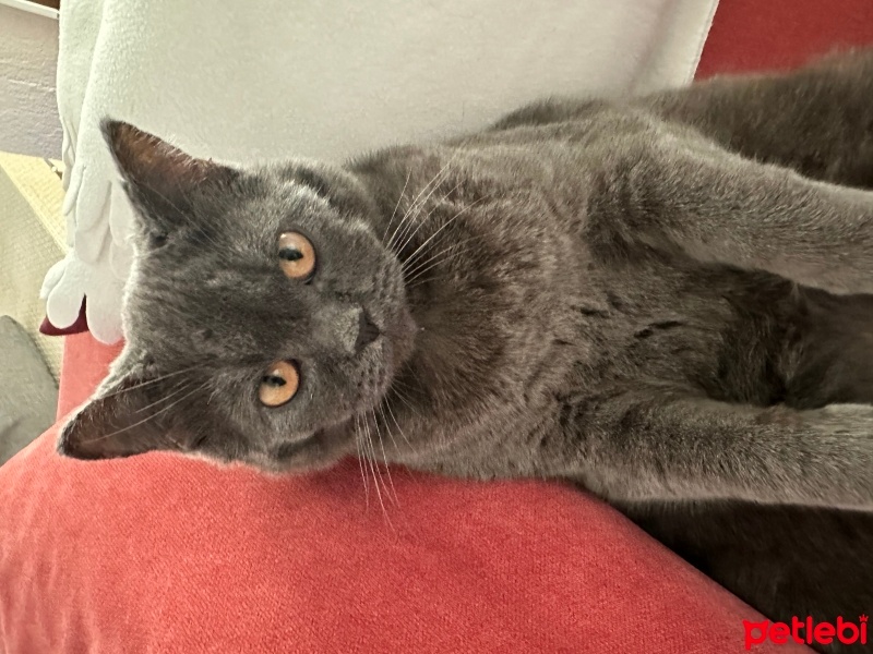 British Shorthair, Kedi  Sugar fotoğrafı
