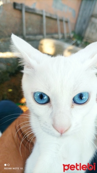 Ankara Kedisi, Kedi  Sütlaç fotoğrafı