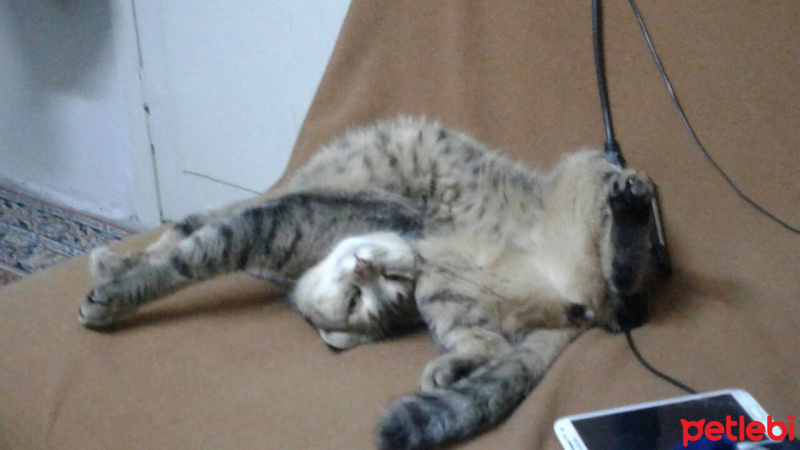 Tekir Kedi, Kedi  Missy fotoğrafı