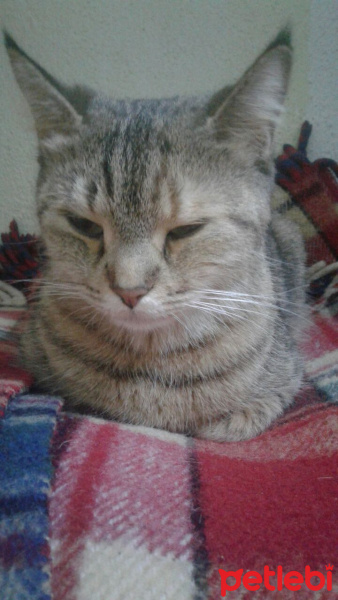 Tekir Kedi, Kedi  Missy fotoğrafı