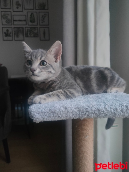 Tekir Kedi, Kedi  Sümük fotoğrafı