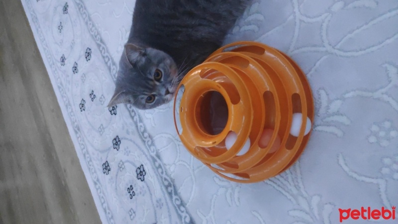 British Shorthair, Kedi  Duman fotoğrafı