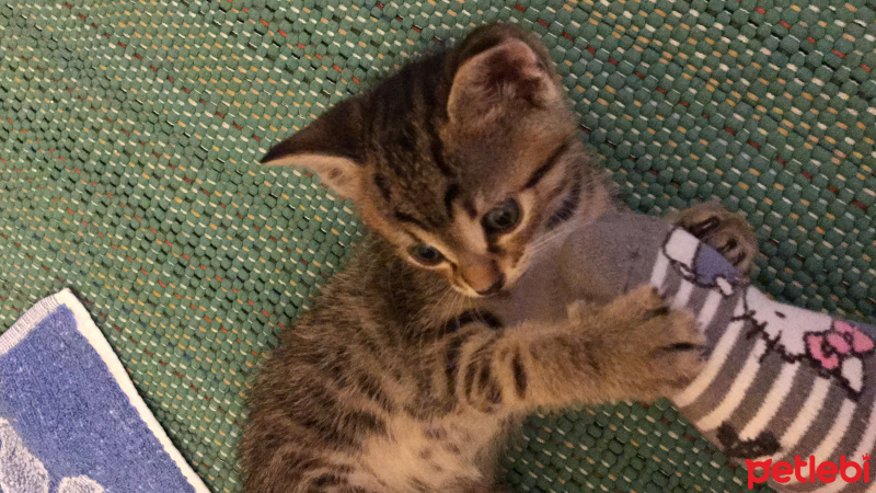 British Shorthair, Kedi  Köfte fotoğrafı