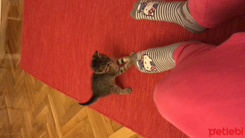 British Shorthair, Kedi  Köfte fotoğrafı