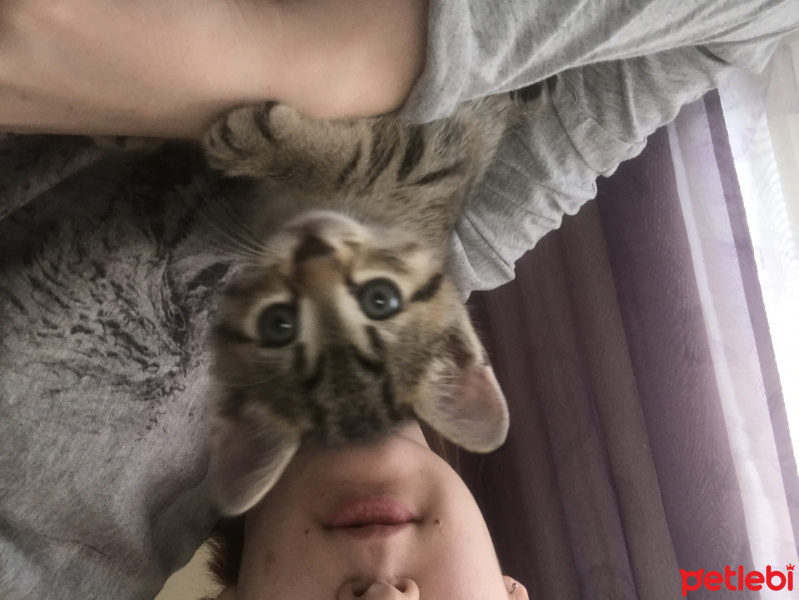 British Shorthair, Kedi  Köfte fotoğrafı