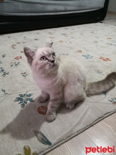 British Shorthair, Kedi  Pasa fotoğrafı