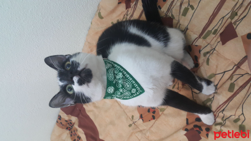 Tuxedo (Smokin) Kedi, Kedi  Maske fotoğrafı