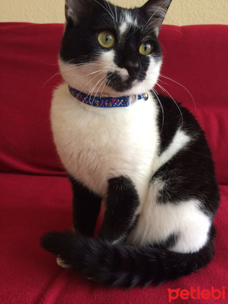 Tuxedo (Smokin) Kedi, Kedi  Maske fotoğrafı