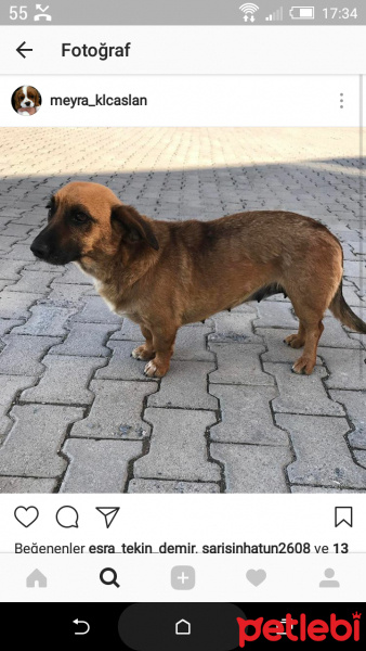 Sokö (Sokak Köpeği), Köpek  star fotoğrafı