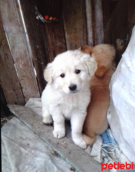 Maltese, Köpek  Pamuk fotoğrafı